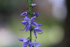 Image result for Campanula americana