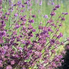 Attēlu rezultāti vaicājumam “Salvia verticillata flower”