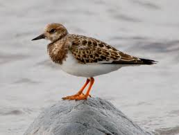 Attēlu rezultāti vaicājumam “Arenaria interpres”