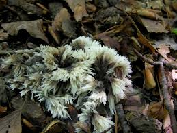 Attēlu rezultāti vaicājumam “Thelephora penicillata”