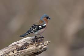 Attēlu rezultāti vaicājumam “Fringilla coelebs”