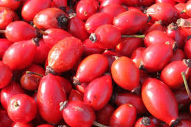 Attēlu rezultāti vaicājumam “Rosa villosa fruit”