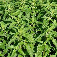 Image result for Dracocephalum moldavicum