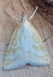 Attēlu rezultāti vaicājumam “Udea lutealis”