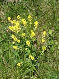 Attēlu rezultāti vaicājumam “Sinapis arvensis fruit”