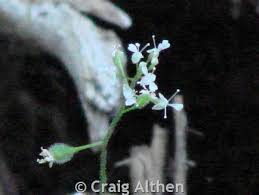 Attēlu rezultāti vaicājumam “Circaea alpina flower”
