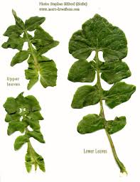 Attēlu rezultāti vaicājumam “Sonchus oleraceus leaf”