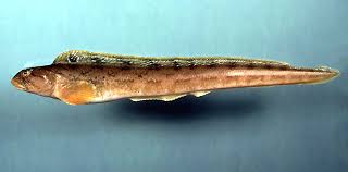 Image result for Zoarces americanus