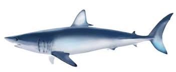 Image result for Isurus oxyrinchus