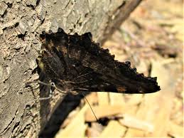 Attēlu rezultāti vaicājumam “Nymphalis polychloros”