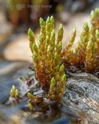 Attēlu rezultāti vaicājumam “Bryum schleicheri”