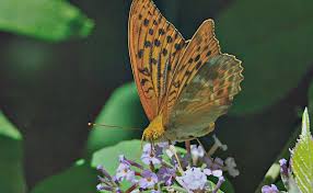 Attēlu rezultāti vaicājumam “Argynnis paphia male”