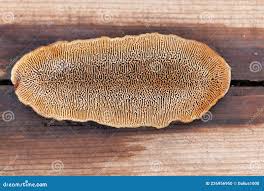 Attēlu rezultāti vaicājumam “Dichomitus campestris”