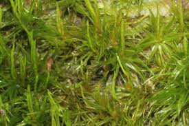 Attēlu rezultāti vaicājumam “Dicranum flagellare”