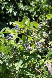 Attēlu rezultāti vaicājumam “Prunus domestica subsp. insitita fruit”
