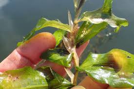 Attēlu rezultāti vaicājumam “Potamogeton praelongus”