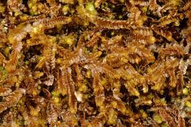 Attēlu rezultāti vaicājumam “Jungermanniopsida”