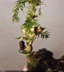 Attēlu rezultāti vaicājumam “Physarum sulphureum stalked”