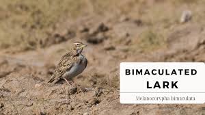 Image result for Melanocorypha bimaculata