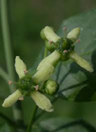 Attēlu rezultāti vaicājumam “Euonymus europaeus flower”