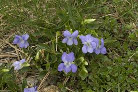 Attēlu rezultāti vaicājumam “Viola rupestris flower”