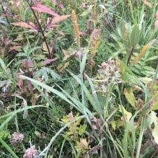 Attēlu rezultāti vaicājumam “Alopecurus aequalis flower”