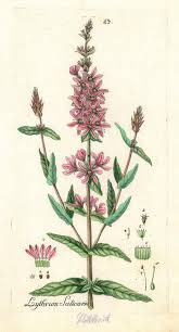 Image result for Blutweiderich