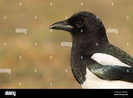 Attēlu rezultāti vaicājumam “Pica pica adult”