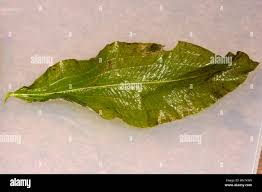 Attēlu rezultāti vaicājumam “Potamogeton lucens leaf”