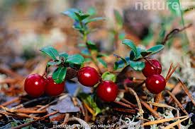 Attēlu rezultāti vaicājumam “Vaccinium vitis-idaea fruit”