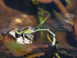 Attēlu rezultāti vaicājumam “Ischnura pumilio”
