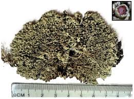 Attēlu rezultāti vaicājumam “Menegazzia terebrata”