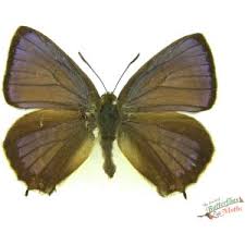 Attēlu rezultāti vaicājumam “Favonius quercus underside”