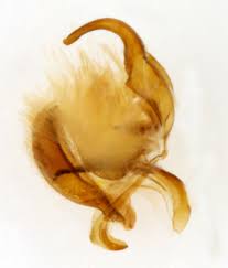 Attēlu rezultāti vaicājumam “Archips podana female”