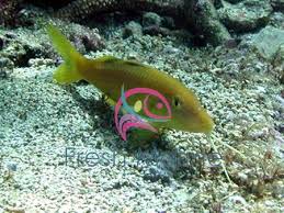 Image result for Parupeneus cyclostomus