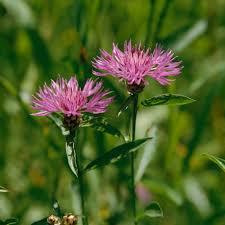 Image result for Flockenblume