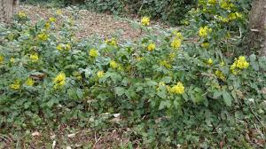Attēlu rezultāti vaicājumam “Mahonia aquifolium bud”