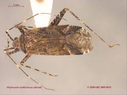 Attēlu rezultāti vaicājumam “Phytocoris tiliae imago”