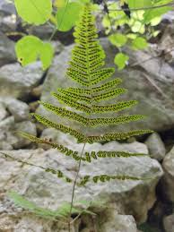 Attēlu rezultāti vaicājumam “Gymnocarpium robertianum”