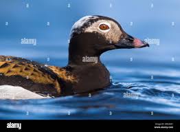 Attēlu rezultāti vaicājumam “Clangula hyemalis”