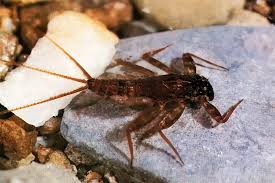 Attēlu rezultāti vaicājumam “nymph”