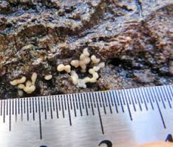 Attēlu rezultāti vaicājumam “Lycogala ustulatum sessile”