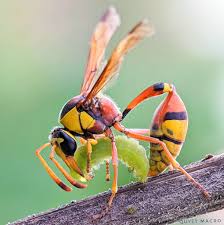Attēlu rezultāti vaicājumam “Gynaephora selenitica larva”