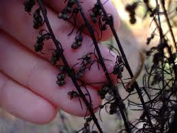 Attēlu rezultāti vaicājumam “Artemisia campestris bud”