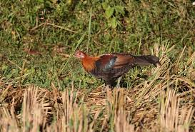 Attēlu rezultāti vaicājumam “Gallus male”