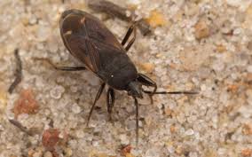 Attēlu rezultāti vaicājumam “Eremocoris plebejus”