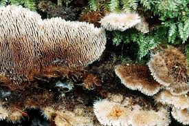 Attēlu rezultāti vaicājumam “Gloiodon strigosus”