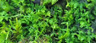 Attēlu rezultāti vaicājumam “Thuidium delicatulum”