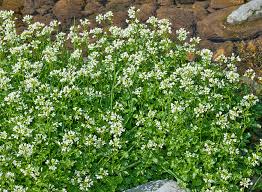 Attēlu rezultāti vaicājumam “Cardamine amara flower”