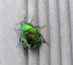 Attēlu rezultāti vaicājumam “Cribraria tenella stalked”